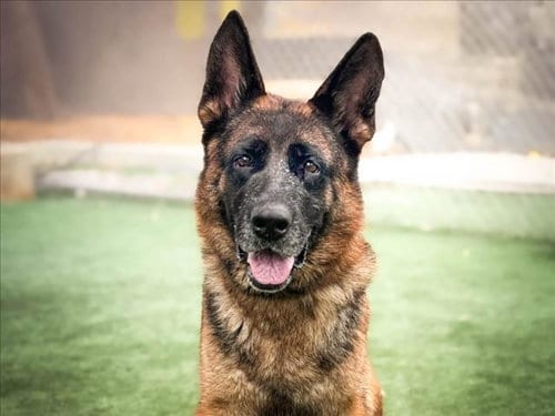 Photo of Molly, adoptable German Shepherd Dog in San Pedro, California