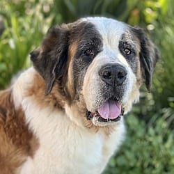 Photo of Nellie, adoptable St. Bernard in Valley Glen, California