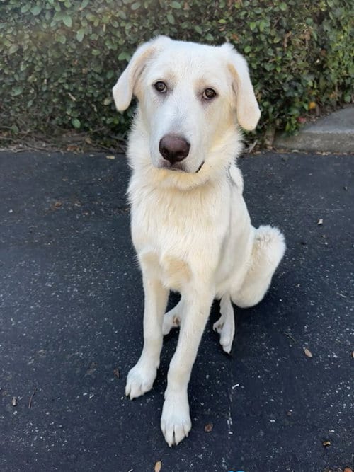 Photo of Sno Cone, adoptable Great Pyrenees in Romoland, California