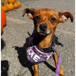 Photo of Ralphie, adoptable Chihuahua in Washington, District of Columbia