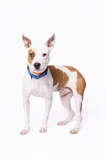 Photo of Gump, adoptable American Bulldog in Miami, Florida