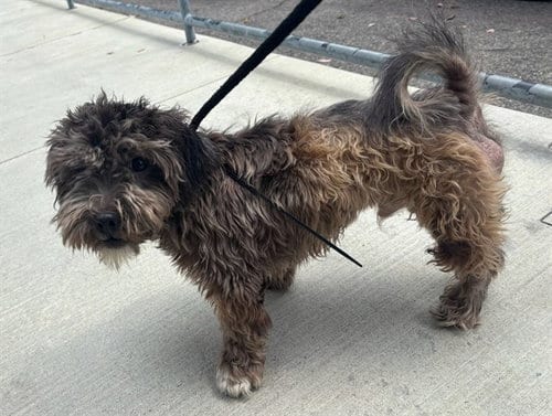 Photo of Osito, adoptable Terrier in Baldwin Park, California