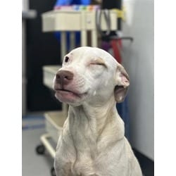 Photo of Glitter, adoptable Mixed Breed (Medium) in New Castle, Delaware