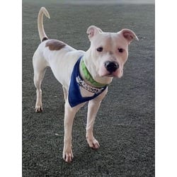 Photo of Copito, adoptable American Bulldog in Doral, Florida