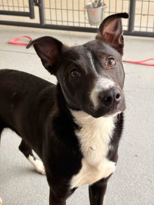 Photo of Zuri, adoptable Unknown breed in Shelburne, Vermont