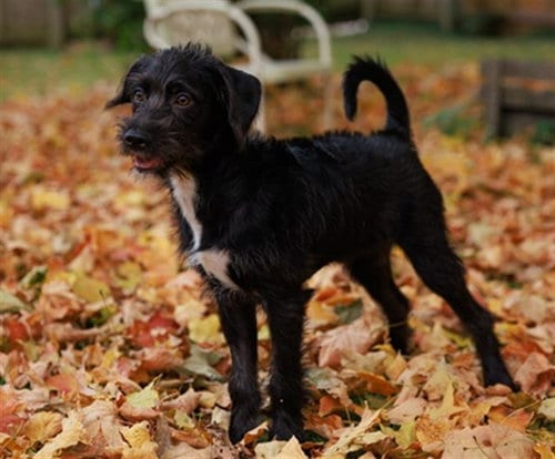 Photo of Juke, adoptable Terrier in Ames, Iowa