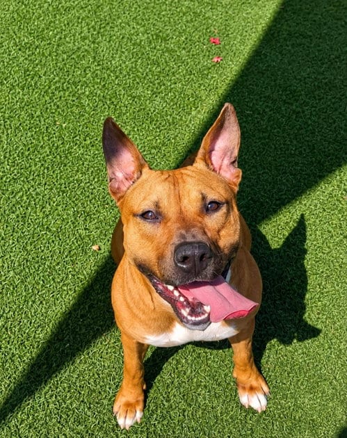 Photo of Brandy-$75, adoptable Pit Bull Terrier in Rockwall, Texas