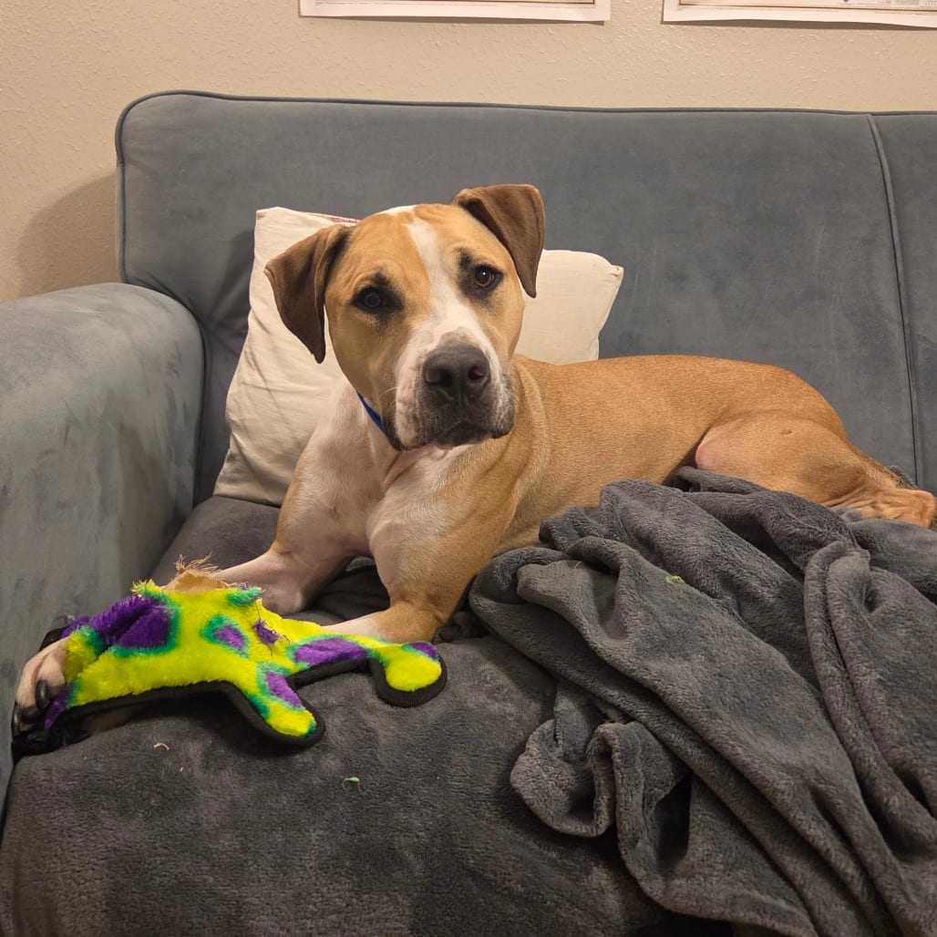 Photo of Luxor, adoptable Hound / Mix in Houston, Texas