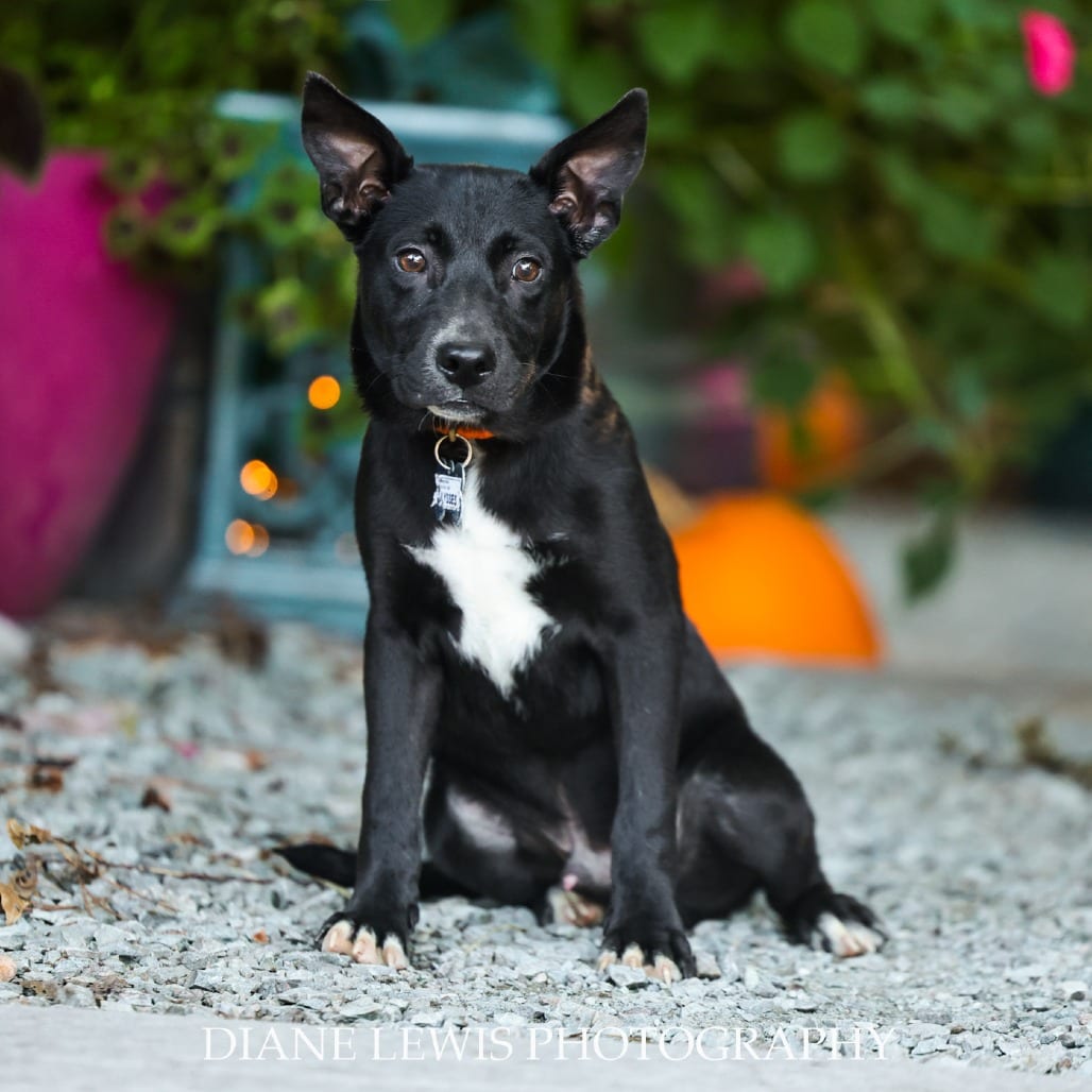 Photo of Ulysses, adoptable Husky in Wake Forest, North Carolina