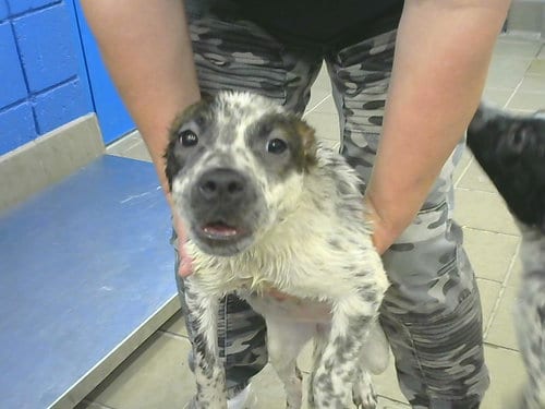 Photo of Crop, adoptable Queensland Heeler in Albuquerque, New Mexico