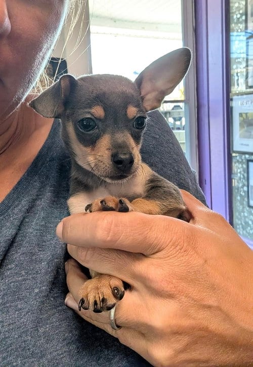 Photo of Astro, adoptable Chihuahua in Mooresville, North Carolina