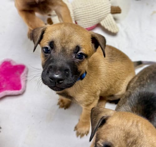 Photo of Viper, adoptable Chihuahua in Gilberts, Illinois