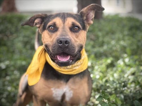 Photo of Speedy, adoptable German Shepherd Dog in San Pedro, California