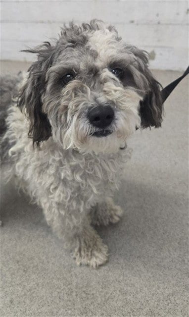 Photo of Nelson, adoptable Shih Tzu in San Bernardino, California