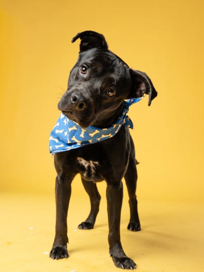 Photo of Damion, adoptable dog in Atlanta, Georgia