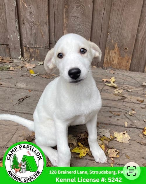 Photo of Princess, adoptable Unknown breed in Stroudsburg, Pennsylvania
