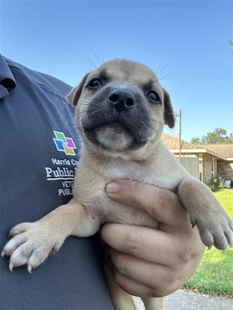 Photo of A661933, adoptable Labrador Retriever in Houston, Texas