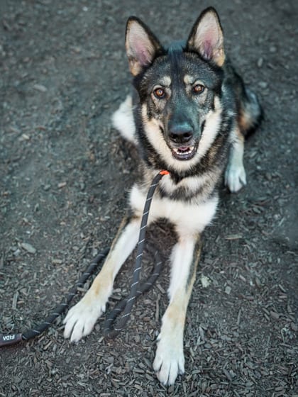 Photo of Ditee Millie Carter, adoptable dog in Chamblee, Georgia