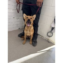 Photo of Freda, adoptable German Shepherd Dog in San Bernardino, California
