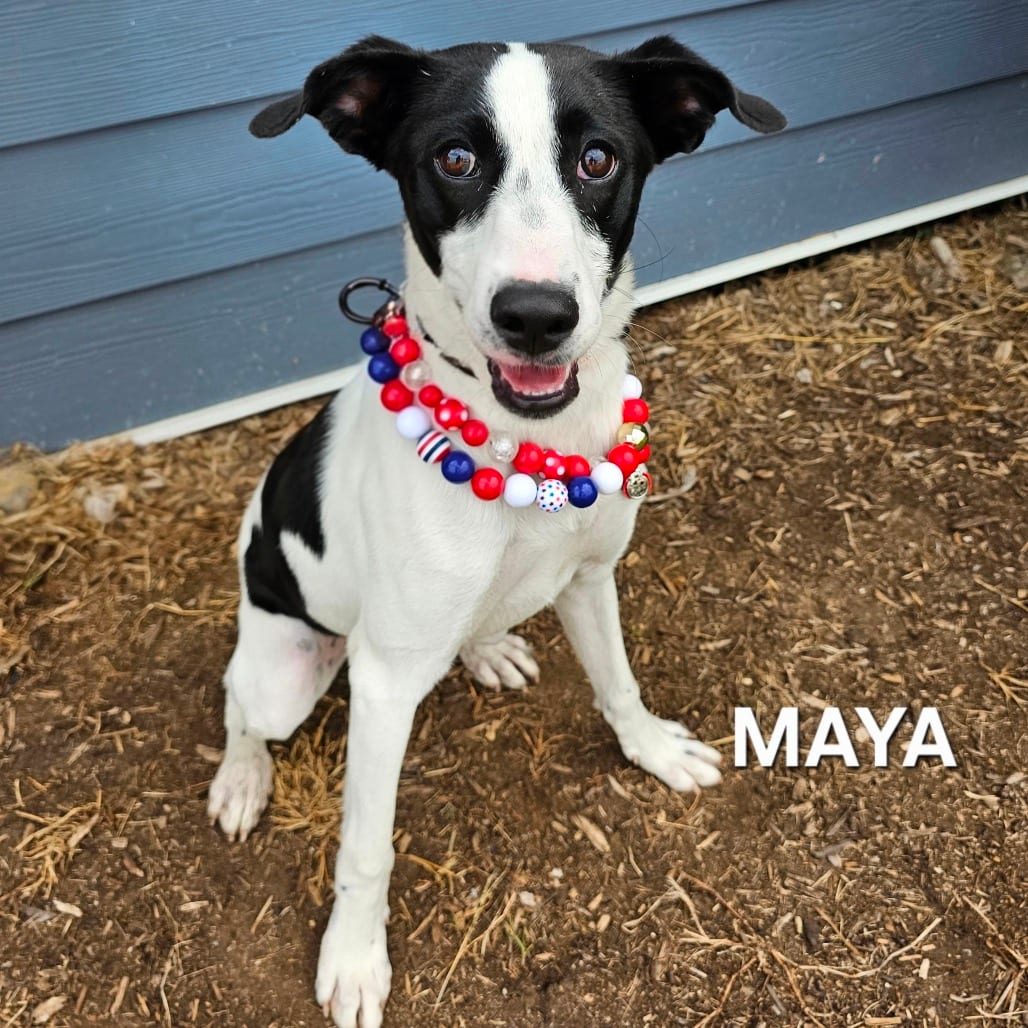 Photo of Penny, adoptable Mixed Breed (Medium) / Mixed Breed (Medium)