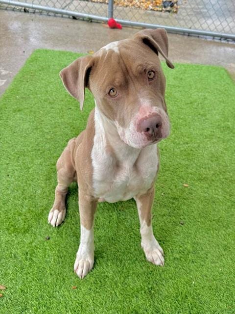 Photo of Petey, adoptable American Bulldog in Fort Myers, Florida
