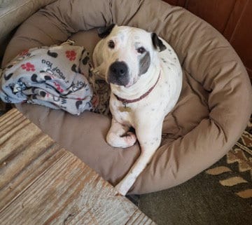 Photo of Chance 3, adoptable Dalmatian in Fort Collins, Colorado