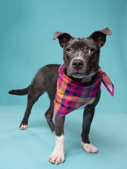 Photo of Chimichurri, adoptable dog in Atlanta, Georgia