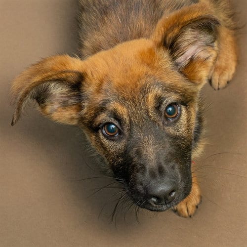 Photo of Nani, adoptable German Shepherd Dog in Maryland, Missouri
