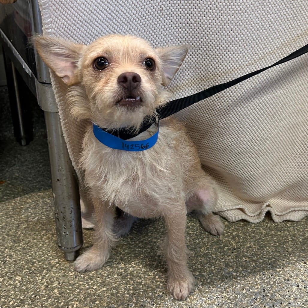 Photo of Olive - Chino Hills Location, adoptable Terrier