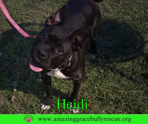 Photo of Heidi, adoptable American Bulldog in Milton, Florida
