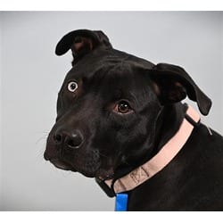 Photo of Latso, adoptable Labrador Retriever American Pit Bull Terrier in Loveland, Colorado