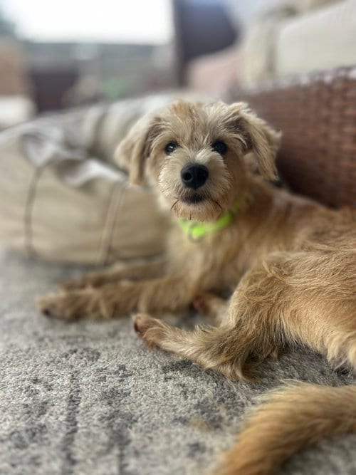 Photo of Junior Schnauzer, adoptable Miniature Schnauzer in Valrico, Florida