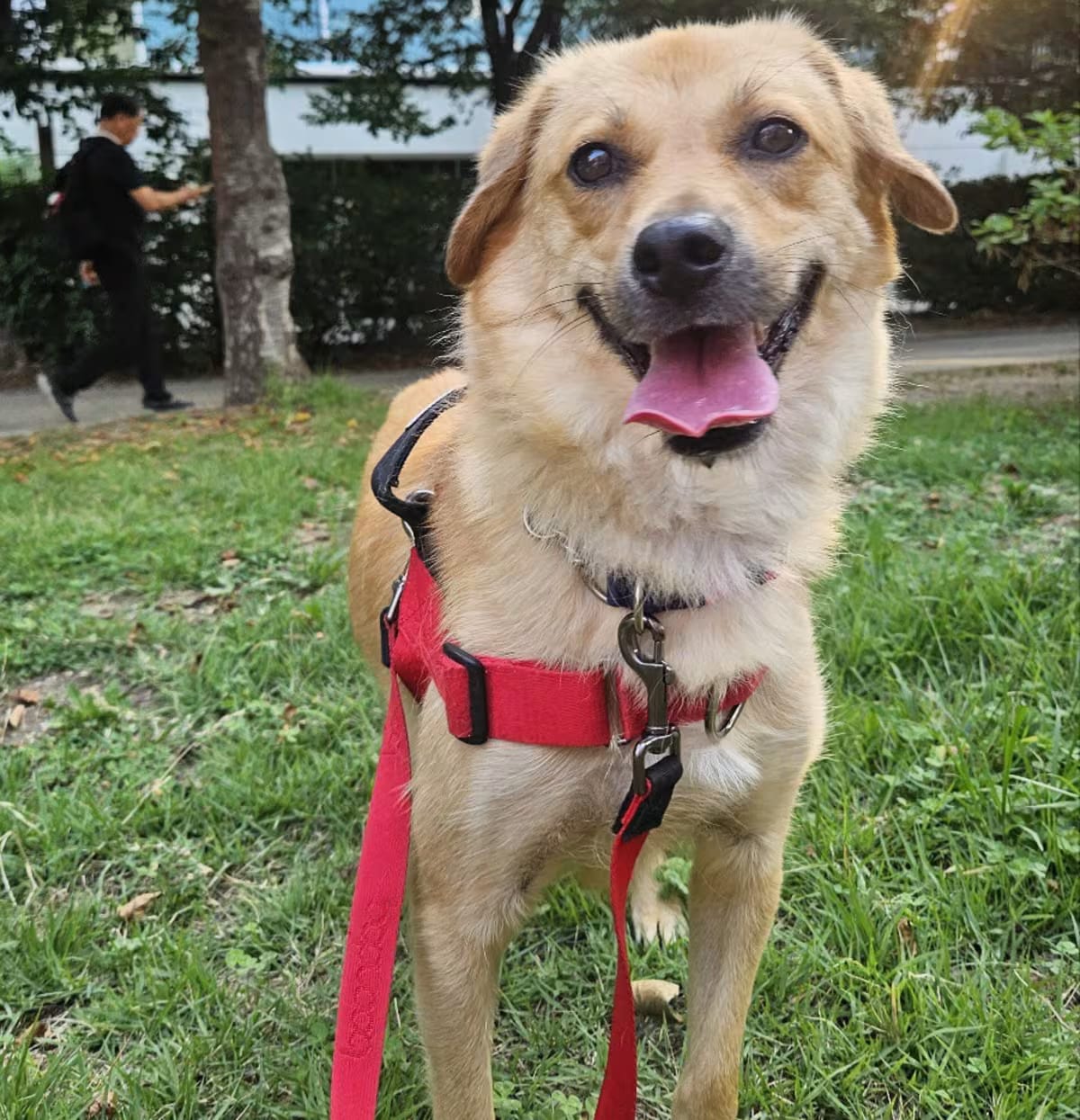 Photo of Sunny, adoptable Jindo Retriever (Unknown Type) in Georgetown, District of Columbia
