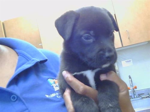 Photo of Bear, adoptable Labrador Retriever in Sacramento, California