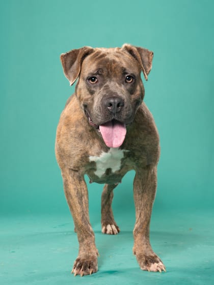 Photo of Zuffy, adoptable dog in Atlanta, Georgia