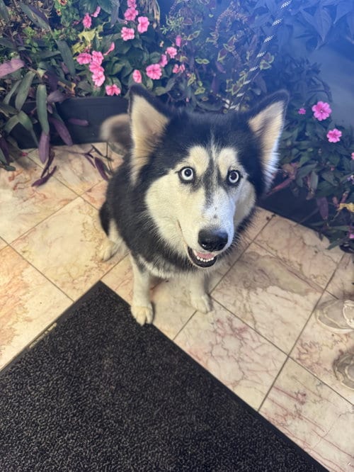 Photo of Seyla, adoptable Husky in Leavenworth, Kansas