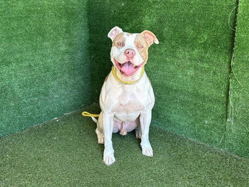 Photo of Marlow, adoptable Pit Bull Terrier in Lancaster, California