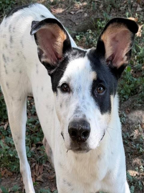 Photo of Doc, adoptable English Pointer in Texas City, Texas