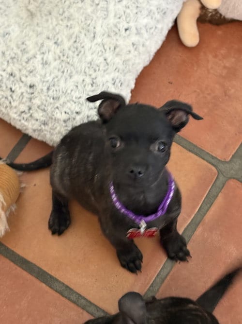 Photo of Newt, adoptable Labrador Retriever in San Diego, California