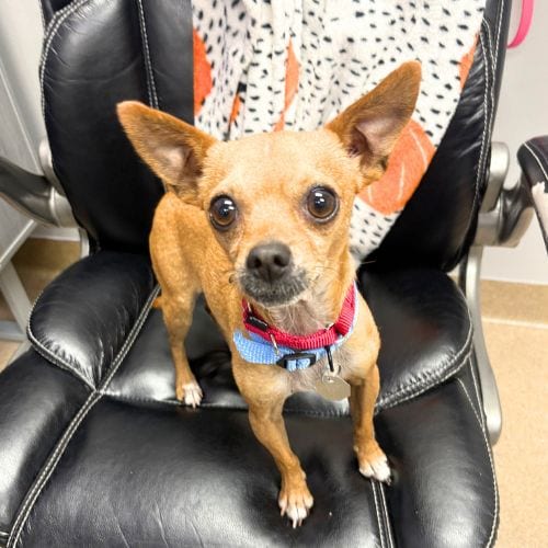 Photo of Junkoog, adoptable Chihuahua in Aurora, Colorado