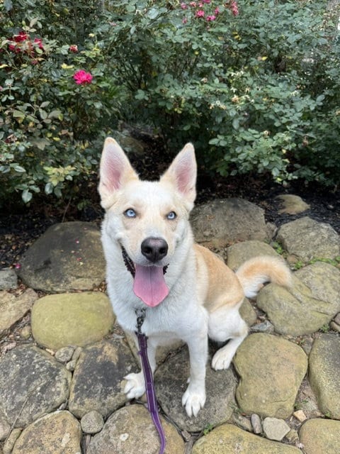 Photo of Orion, adoptable Siberian Husky in Roswell, Georgia