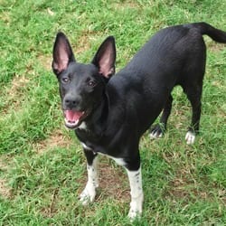 Photo of Sophie AL, adoptable Terrier (Unknown Type, Medium) Mixed Breed (Medium) in Richfield, Minnesota