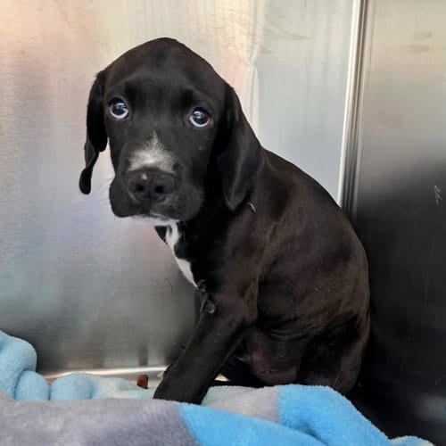 Photo of Clark Kent, adoptable Labrador Retriever in San Diego, California