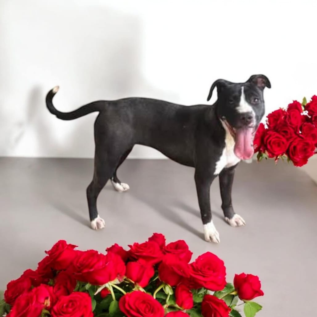 Photo of Vega, adoptable Mixed Breed (Medium) in Hinesville, Georgia