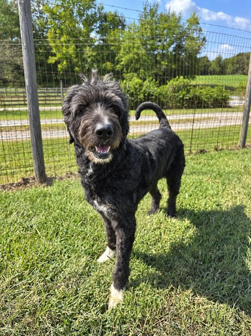Photo of Rose Doodle Jul 26, adoptable Poodle (Standard) in Pacolet, South Carolina
