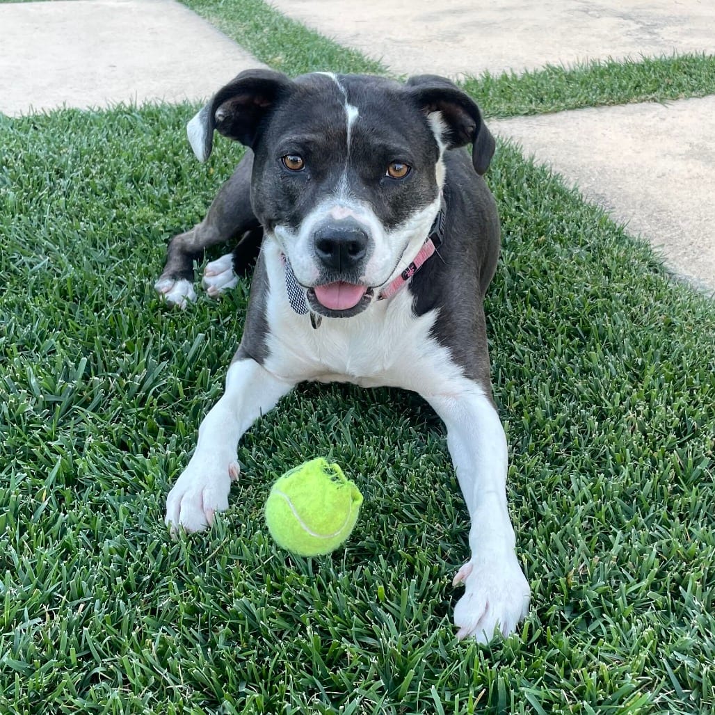 Photo of Asali, adoptable Mixed Breed (Medium) in San Francisco, California