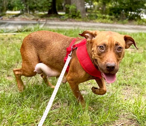 Photo of Mama Marie, adoptable American Staffordshire Terrier in Holly Springs, North Carolina