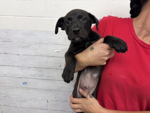 Photo of Tootsie Roll, adoptable Labrador Retriever in San Bernardino, California