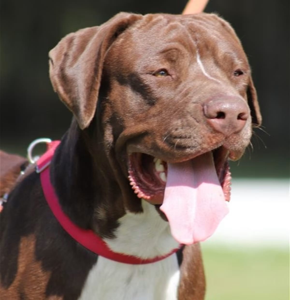 Photo of Benji, adoptable Great Dane in North Fort Myers, Florida