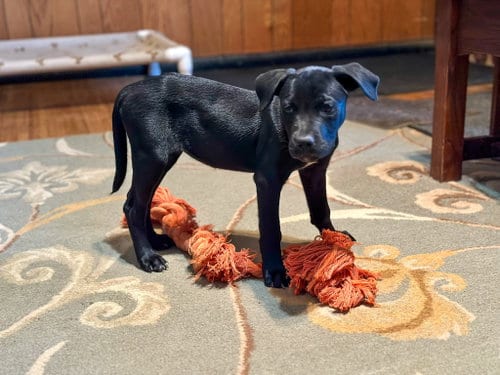 Photo of BP Rain, adoptable Labrador Retriever in San Diego, California